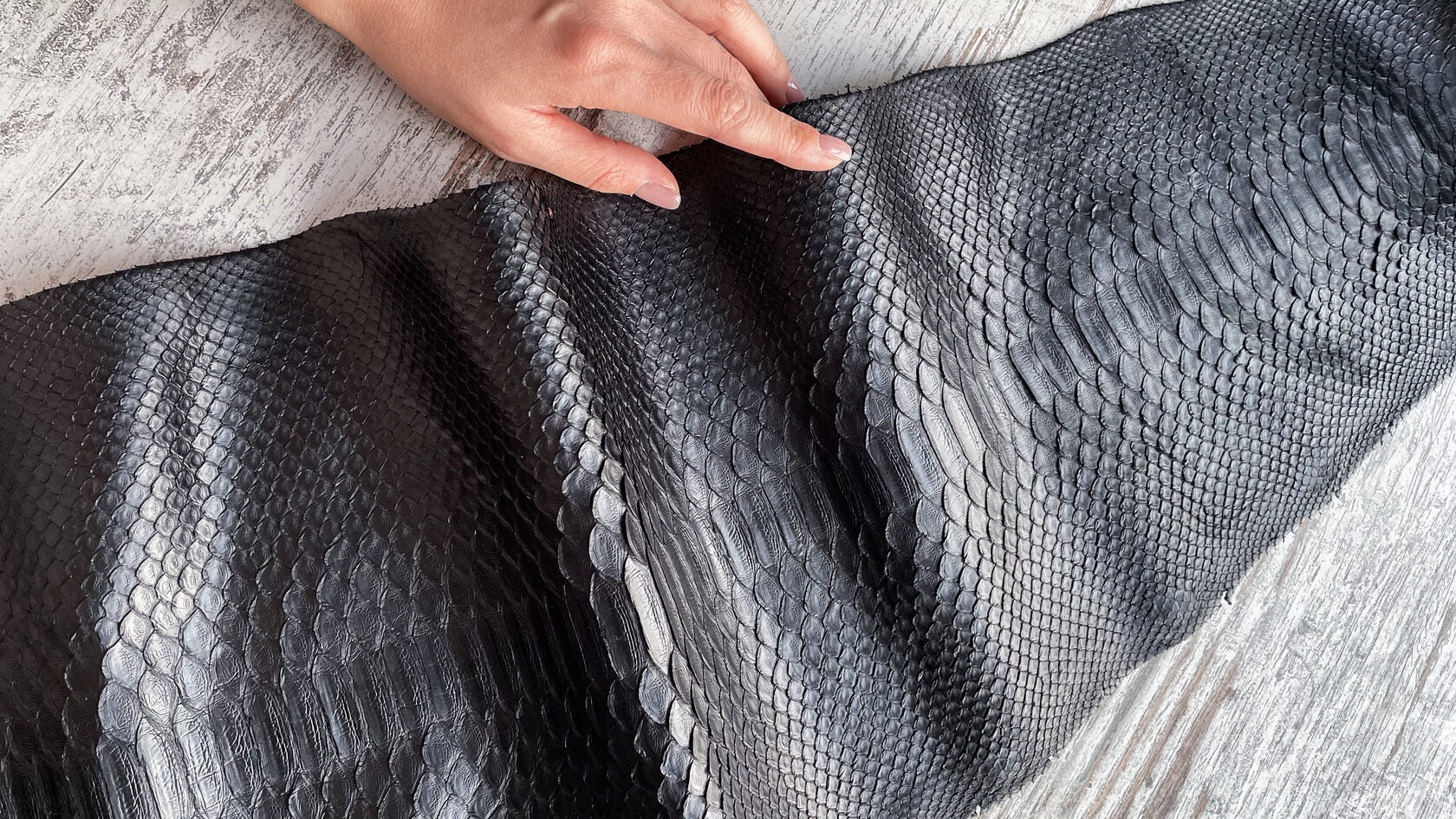 Python Species in the Global Exotic Leather Trade