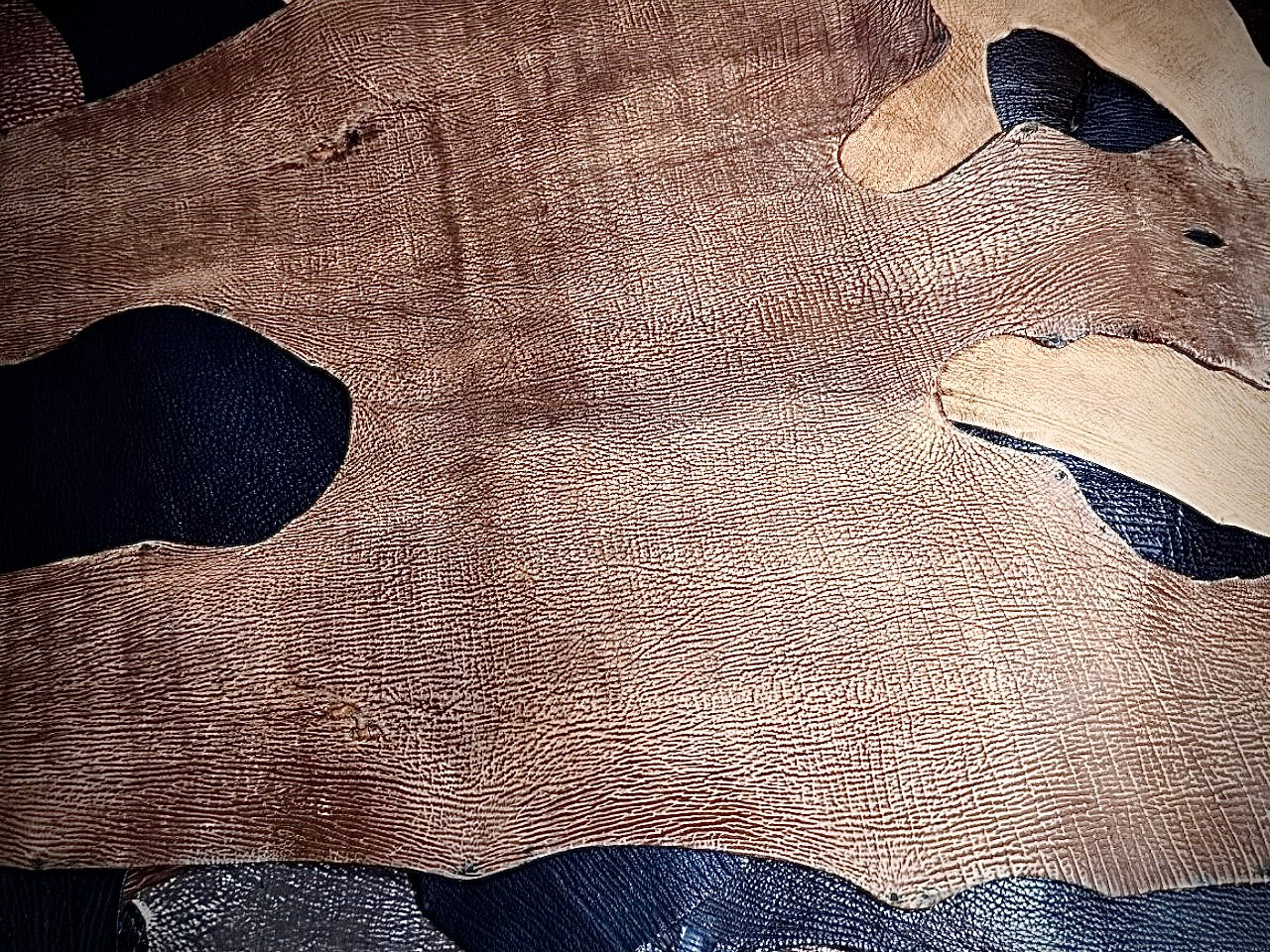 What Should You Know About Shark Leather?